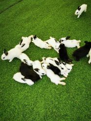 -萌宠亲子动物乐园(槐房万达店)