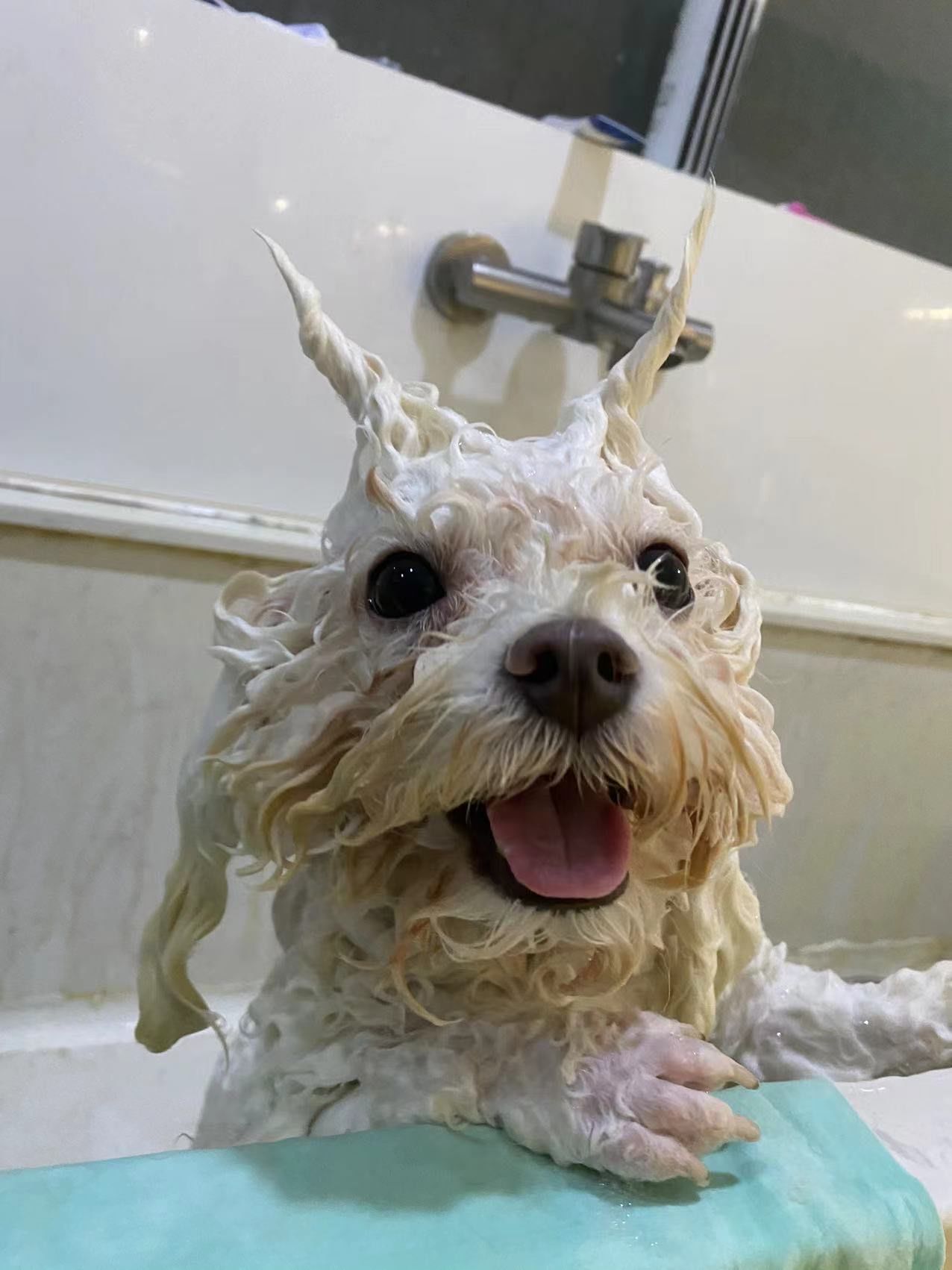 狗狗洗澡 #狗狗日常