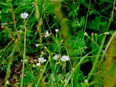 -白草畔自然风景区