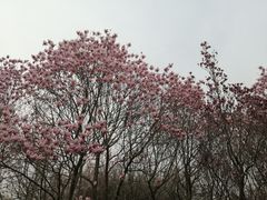 -洛阳市隋唐城遗址植物园