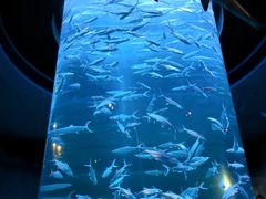 -香港海洋公园