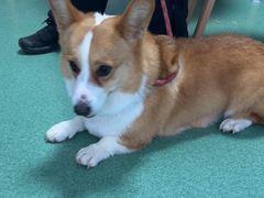 -东方动物医院·宠保定点·骨科·转诊中心(春城路·昆明站分院)