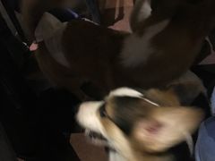 -百好乐宠物友好餐厅(朝外大街店)