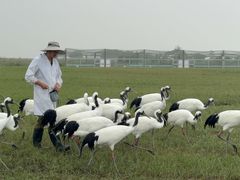 -盐城丹顶鹤湿地生态旅游区