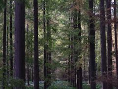 -黄海国家森林公园