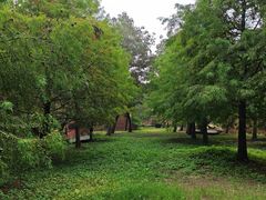 -上海海湾国家森林公园