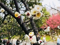 -南京市江宁方山