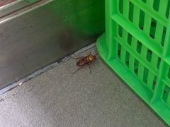 -魏家凉皮(大差市店)