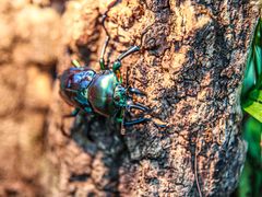 -南宫五洲植物乐园