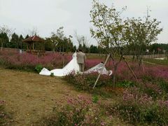 -绵阳盛世樱花悠乐谷