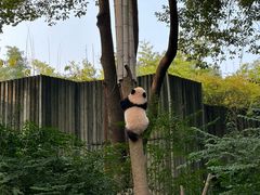 -成都大熊猫繁育研究基地