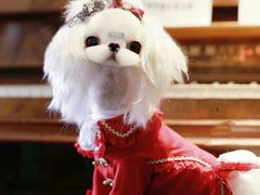 -萌宠之家·腊肠犬·马尔泰·小体犬舍