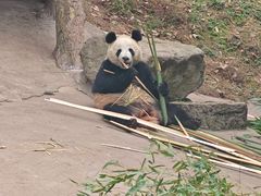 -都江堰中华大熊猫苑