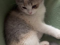 -屋虎猫馆(宝安大仟里店)