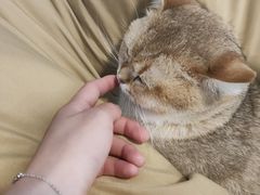 -南京Hallo宠物乐园·哈罗犬舍·柴犬繁育基地