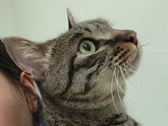 -艾吉宠物医院·疑难杂症转诊中心·猫友好(碧江路院)