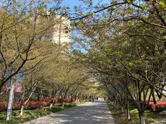 -高东镇樱花园