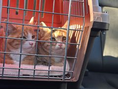 -中农国际动物医院24小时·猫科·骨科·急重症中心