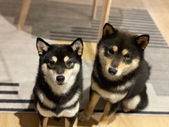-南京Hallo宠物乐园·哈罗犬舍·柴犬繁育基地