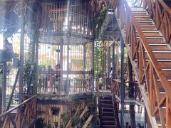 -Rainforest