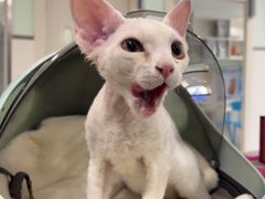 -佳雯宠物医院·皮肤科·内外科(春晓路分院)