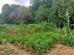 -延安杨家岭革命旧址