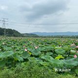 长沙摘桑葚的好地方