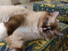 -平行世界·猫咖(首经贸店)