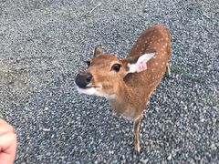 -鹿境梅花鹿生态园区