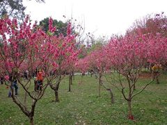 -桃花涧