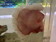 -萌宠奇缘