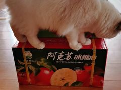 -胡家庙水果批发市场