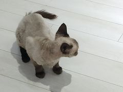 -喵的天空名猫咖啡馆·撸猫·猫舍·用品