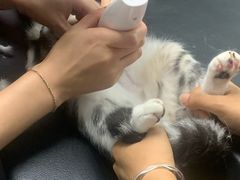 -伟伟宠物医院·CT影像中心·瑞派犬猫综合性门诊(汉口总院)
