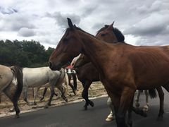 -塞罕坝国家级自然保护区