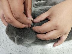 -萌兽医馆·绝育·24小时内科·宠物医院(德胜店)