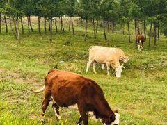 -塞罕坝国家级自然保护区