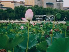 -莲花池公园
