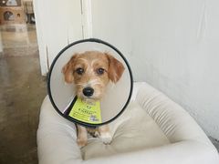 -安安宠医·臻爱宠物医院·宠保定点(营门口路分院)