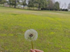 -莲花岛景区