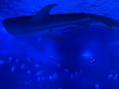 -烟台海昌鲸鲨海洋公园