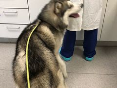 -喜多萌中农锦绣动物医院24H·猫科·牙科MRI·CT