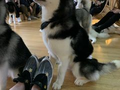 -Husky Go! 哈士奇体验馆·宠物咖啡厅狗咖