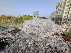-高东镇樱花园