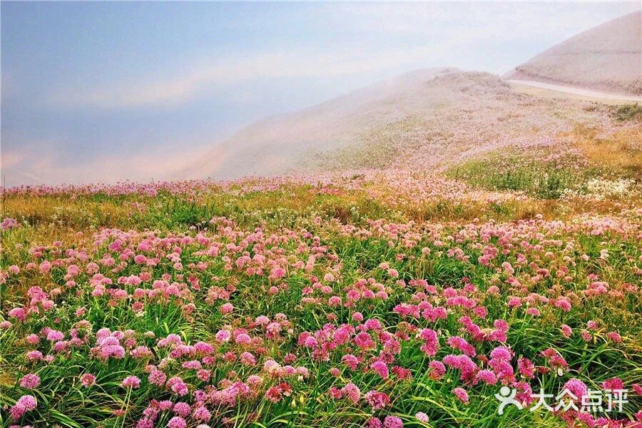天上花海