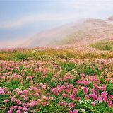 天上花海