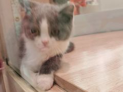 -BABIT巴比特宠物(MOMOPARK店)