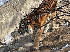 -石家庄市动物园