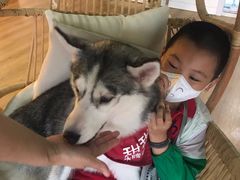 -Husky Go! 哈士奇体验馆·宠物咖啡厅狗咖