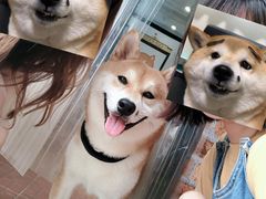 -柴犬高等学院·狗咖·柴犬售卖·宠物训练